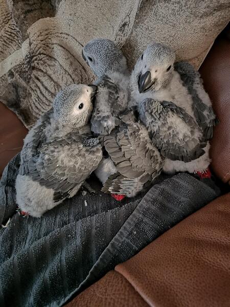 Baby African Greys