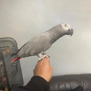 Congo African grey parrots 