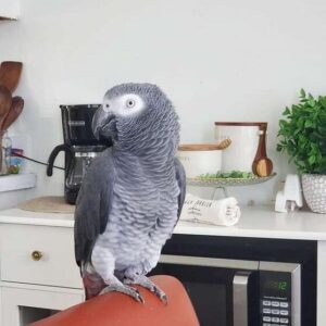 Male African Grey