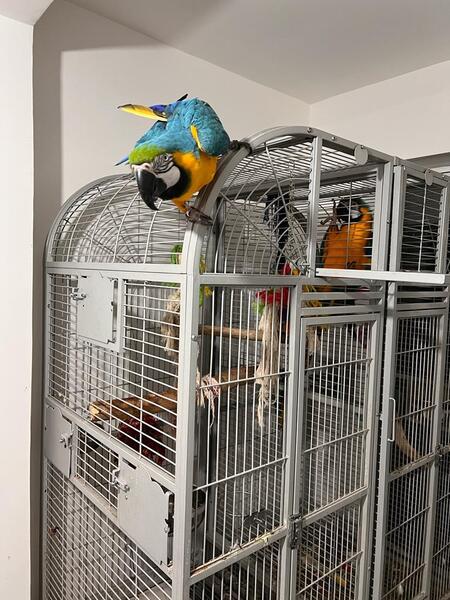 Male and Female Blue & Gold Macaws