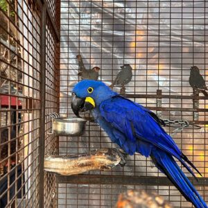 Lovely male Hyacinth Macaw parrot
