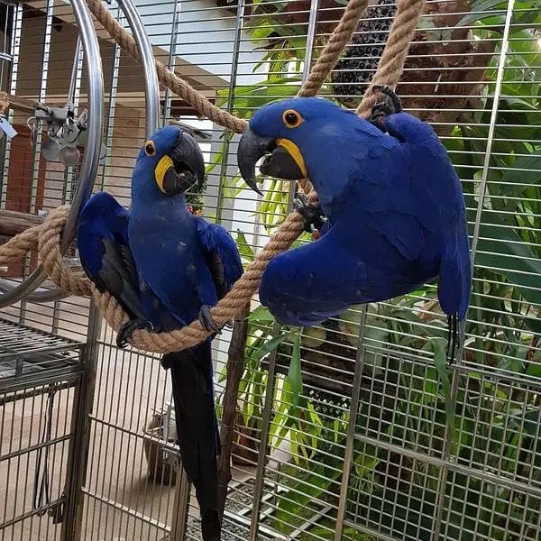 Male and  Female Hyacinth Macaws Parrots