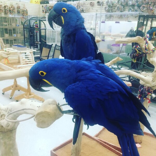 male and female Hyacinth Macaw Parrots