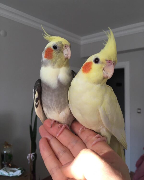 Bonded Pair Of Cocktails